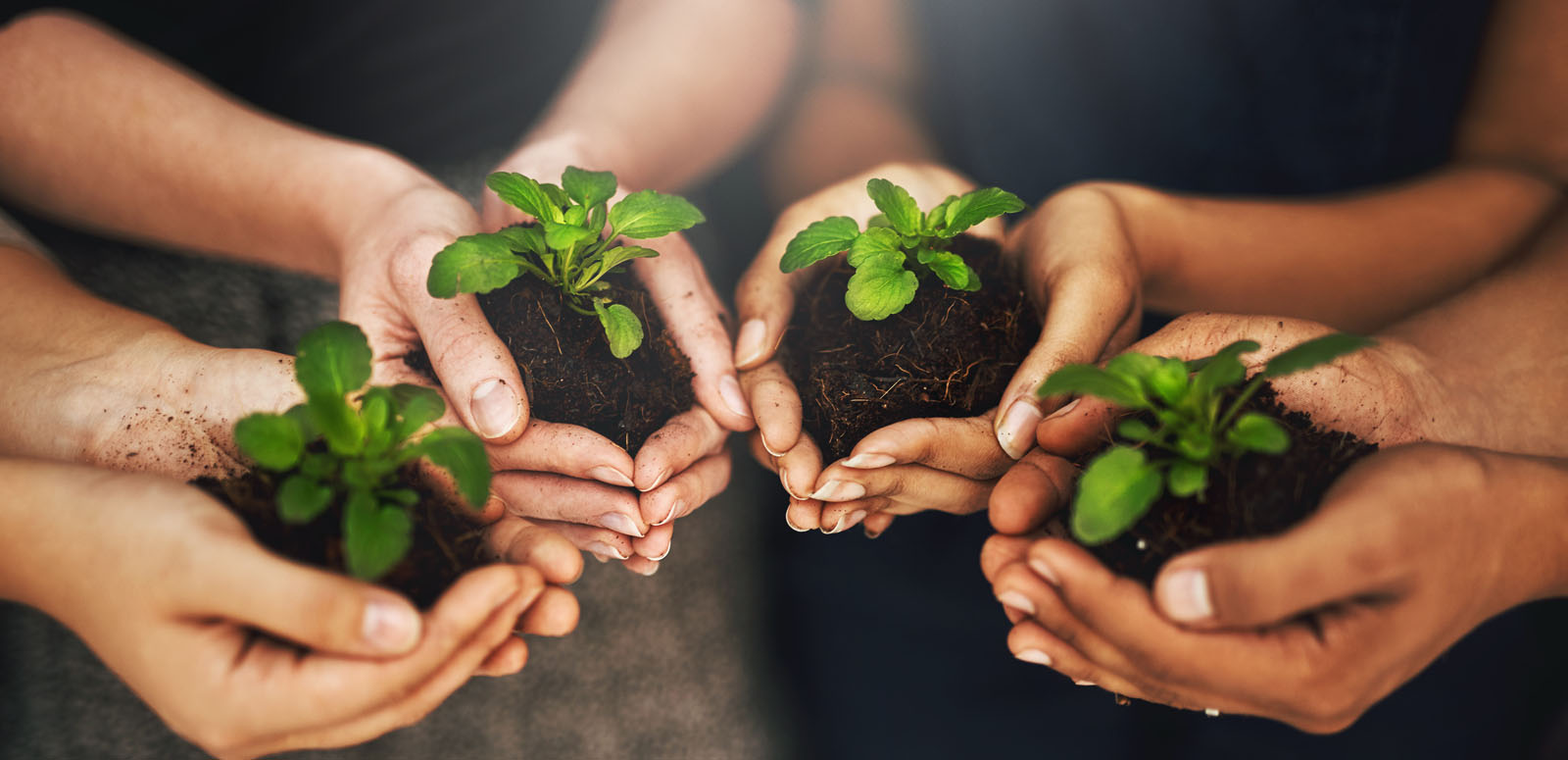 Sustainable Food Service Company - Growing plant in organic soil